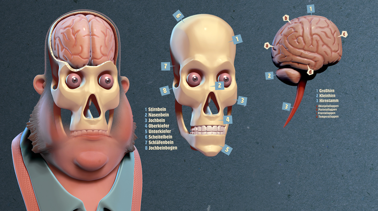 3D-Illustration: stilisierte anatomische Darstellung des menschlichen Kopfes, Schädels und Hirns mit Beschriftung.